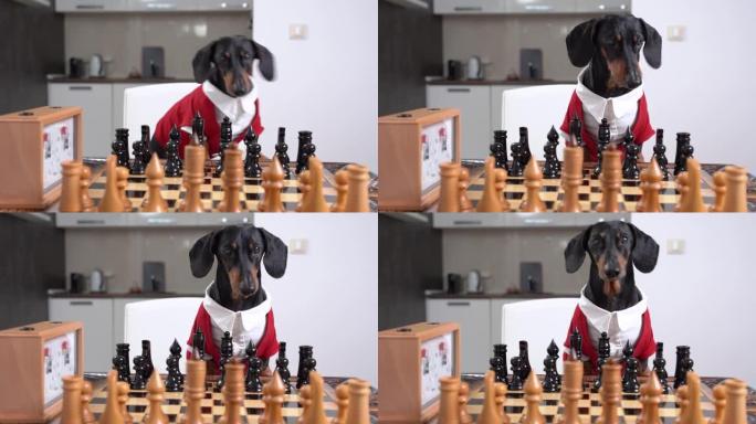 穿着红色夹克和白色衬衫的听话的腊肠狗坐在桌子旁，坐着棋盘和时钟，以防止主人玩或玩游戏。带宠物的智能娱