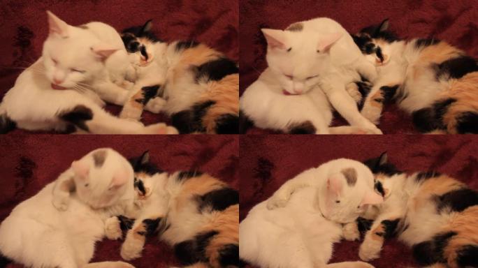可爱的猫躺在紫色教练毯子上的视频两只蓬松的白色和三色小猫打盹美容舔自己