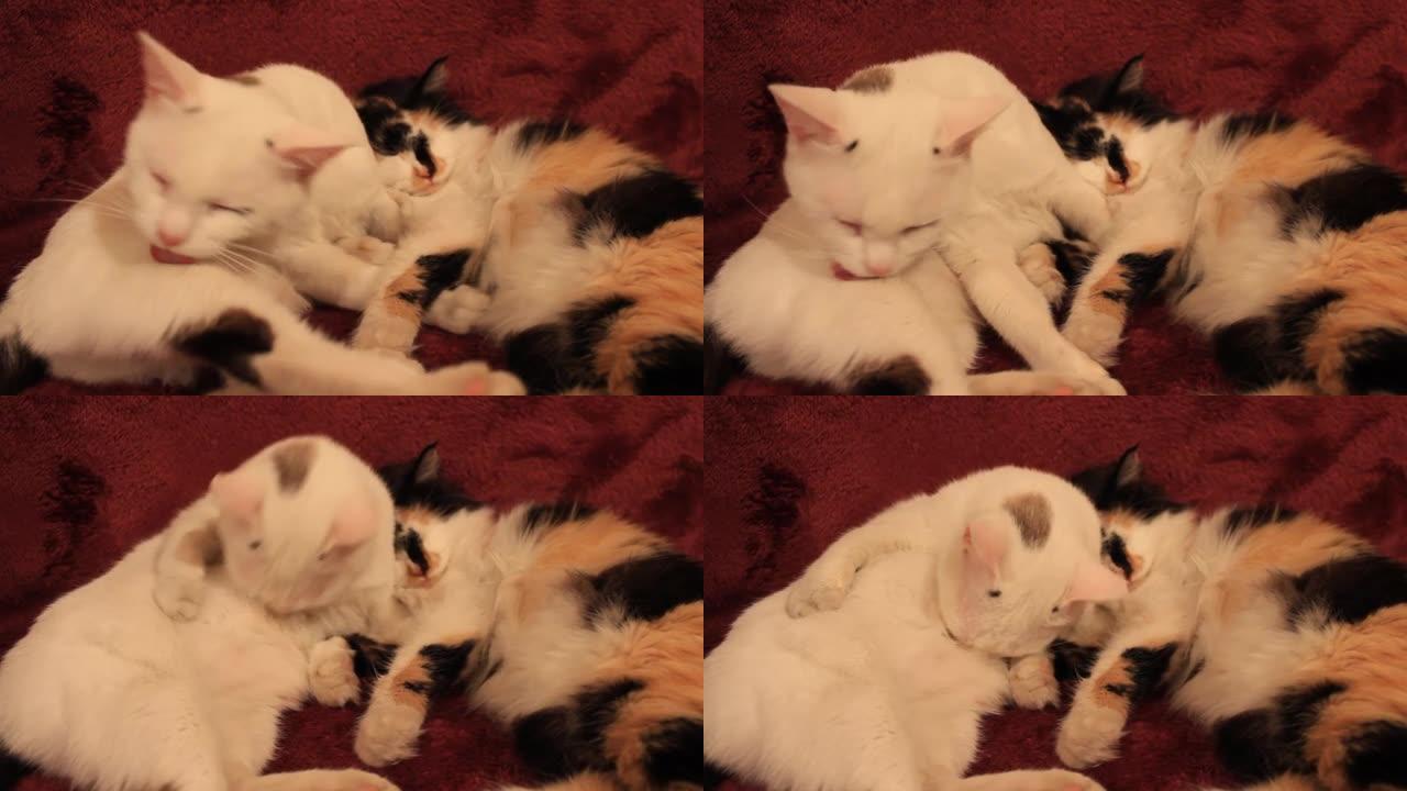 可爱的猫躺在紫色教练毯子上的视频两只蓬松的白色和三色小猫打盹美容舔自己