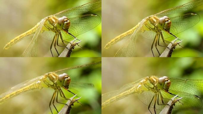 蜻蜓-微距摄影。
