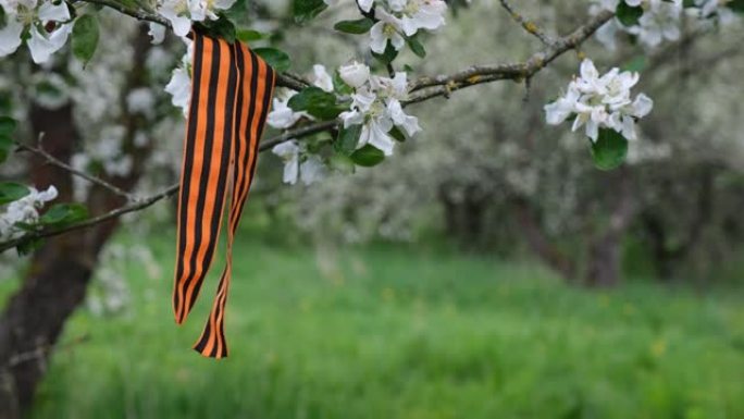 盛开的树枝上的圣乔治丝带。胜利日1945的象征