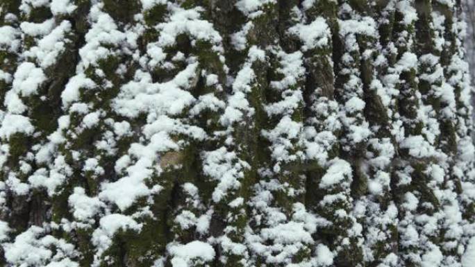 被雪树覆盖的特写镜头