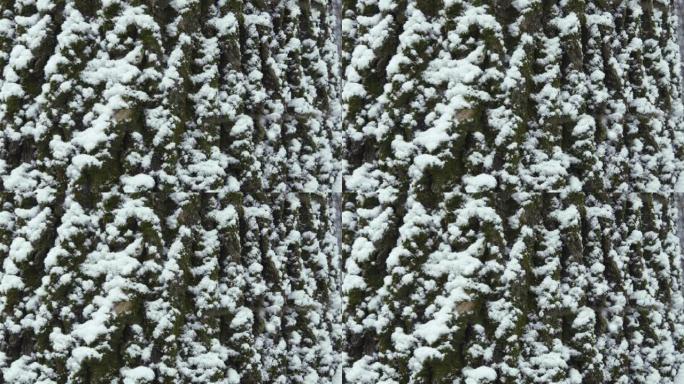 被雪树覆盖的特写镜头