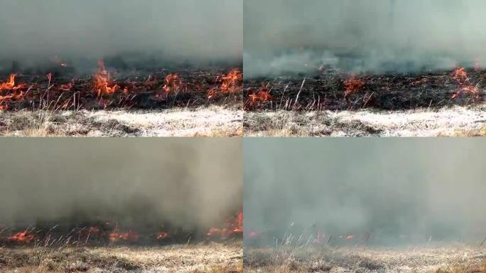 野生森林火灾对环境的影响。