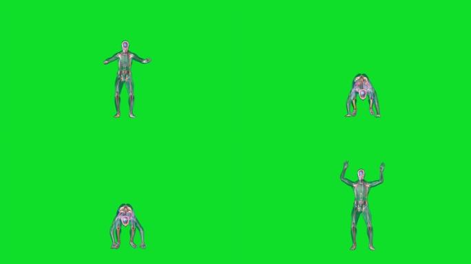 人体x射线身体和骨骼做burpees循环，绿色屏幕