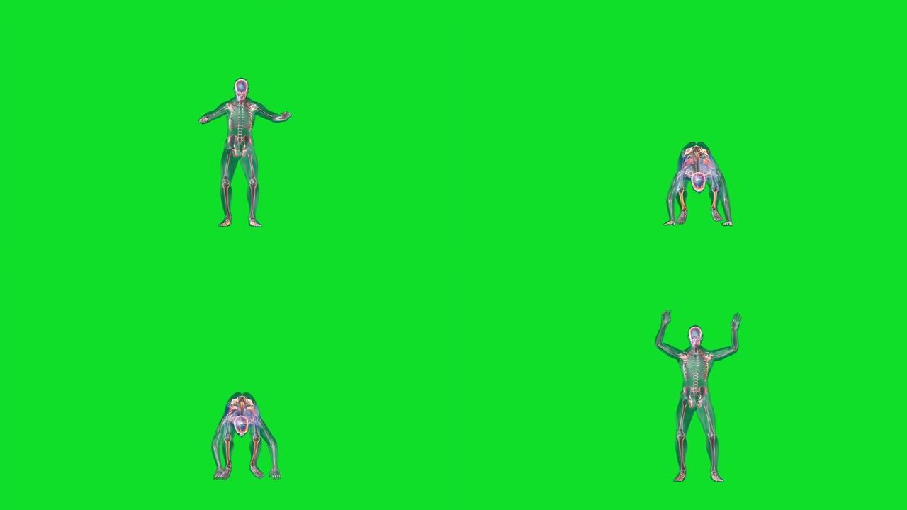 人体x射线身体和骨骼做burpees循环，绿色屏幕