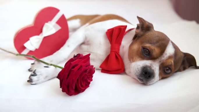 吉娃娃狗领结，红玫瑰和心礼物躺在床上。情人节。
