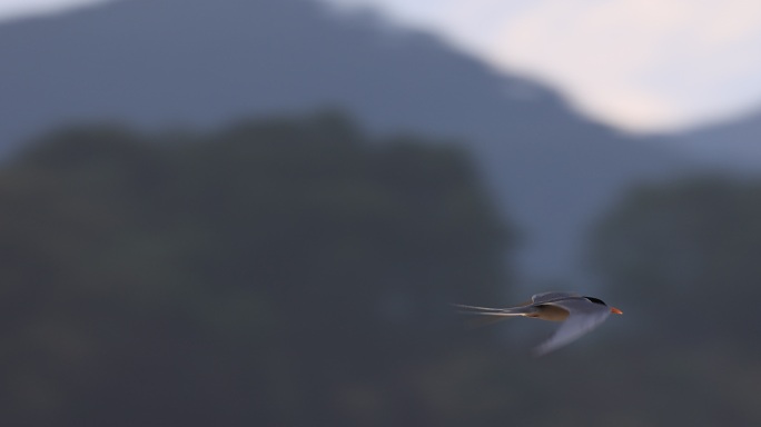 珍稀动物黄嘴河燕鸥飞行的升格视频