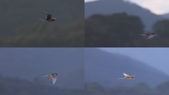 珍稀动物黄嘴河燕鸥飞行的升格视频