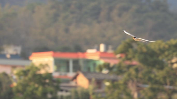 国家一级保护动物黄嘴河燕鸥飞行的升格视频