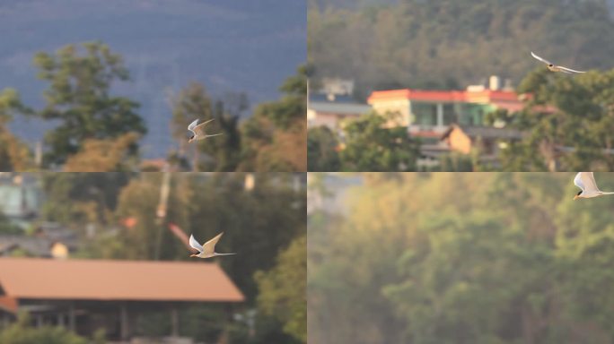 国家一级保护动物黄嘴河燕鸥飞行的升格视频