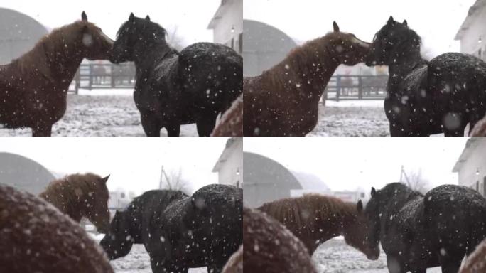 寒冷冬日围场里的马