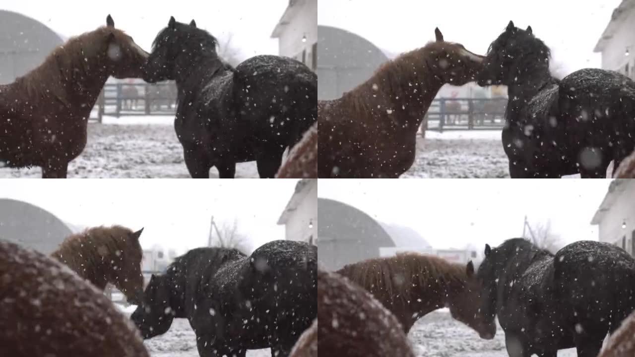 寒冷冬日围场里的马