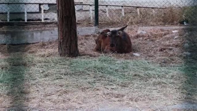 可爱的母鹿悲伤地躺在动物园的篱笆后面。