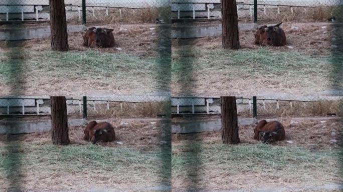 可爱的母鹿悲伤地躺在动物园的篱笆后面。