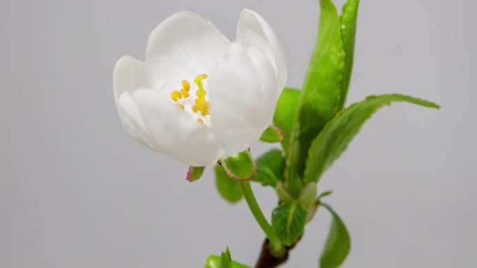 Macro time lapse apple tree flower opening on whit