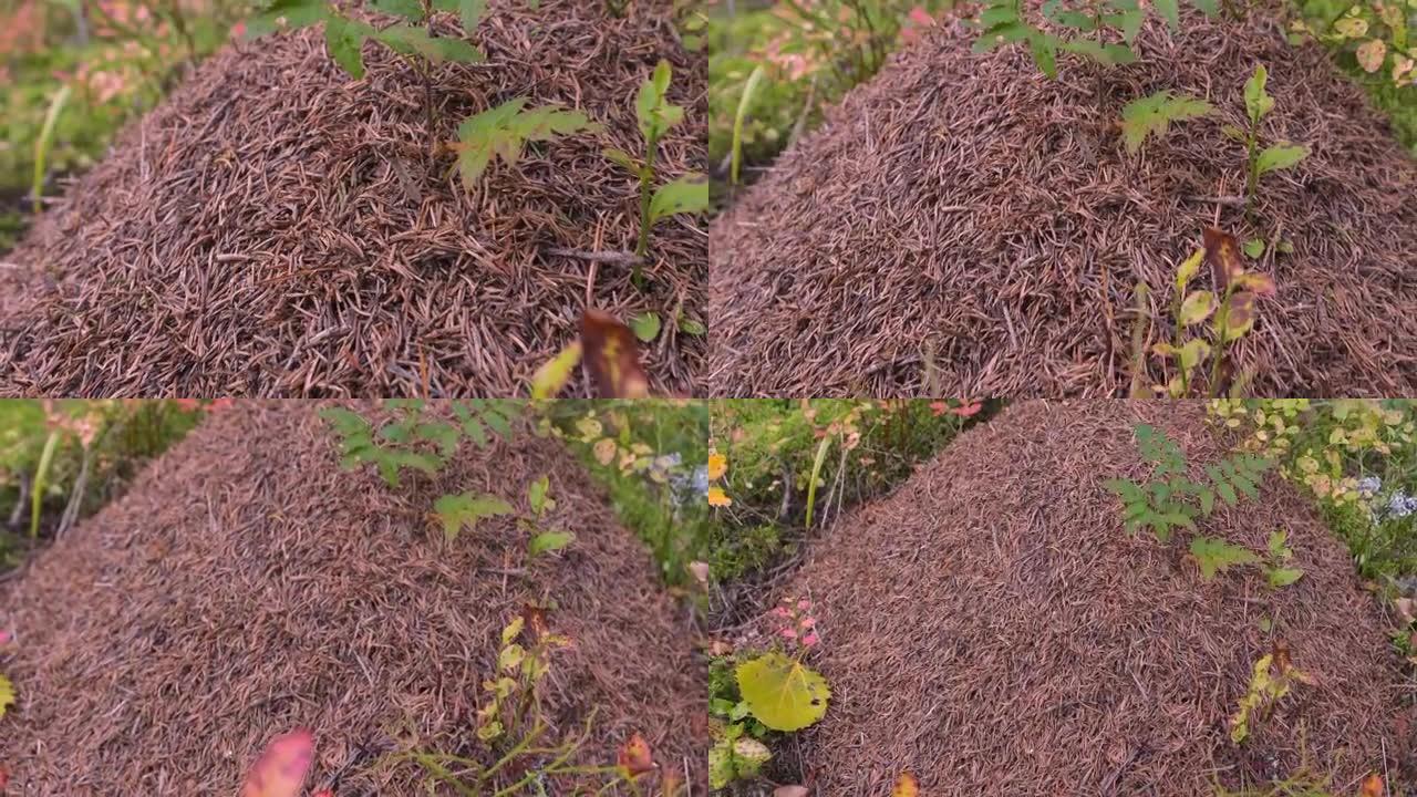 芬兰有很多蚂蚁的蚁丘的近距离观察