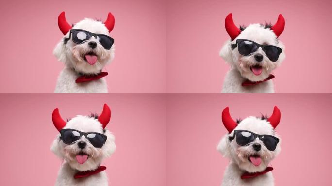 可爱的小比雄小狗伸出舌头气喘吁吁，戴着红色领结和魔鬼角，坐在工作室的粉色背景上