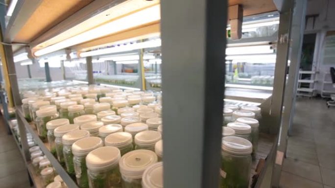 植物组织培养实验室解剖植物