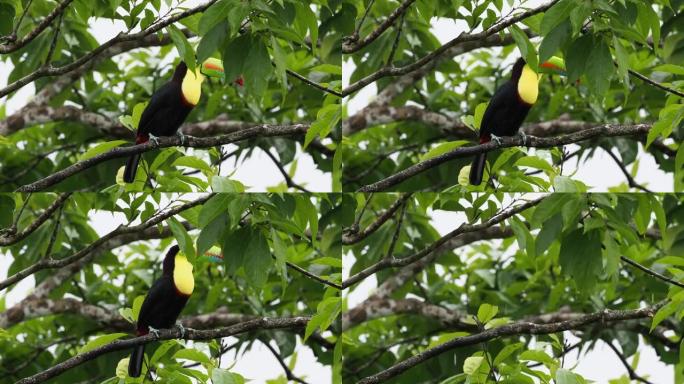 龙骨嘴巨嘴鸟-Ramphastos sulphatus也称为硫胸巨嘴鸟或彩虹嘴巨嘴鸟，巨嘴鸟家族成员