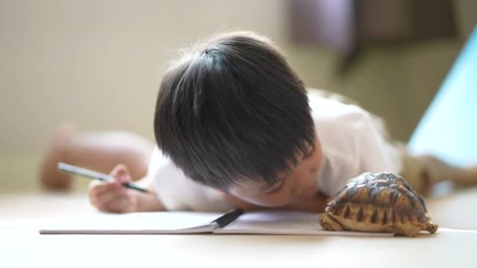 亚洲孩子和他的宠物乌龟一起玩。友谊的概念