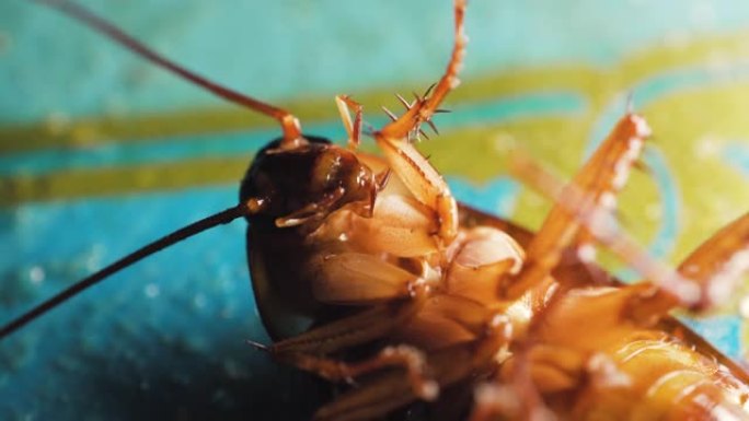 蟑螂躺在地板上，不能爬行。死于杀虫剂。宏拍摄和个人资料拍摄。
