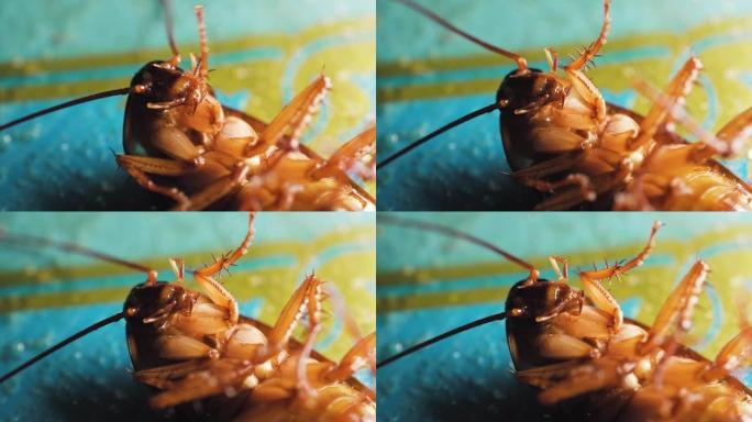 蟑螂躺在地板上，不能爬行。死于杀虫剂。宏拍摄和个人资料拍摄。
