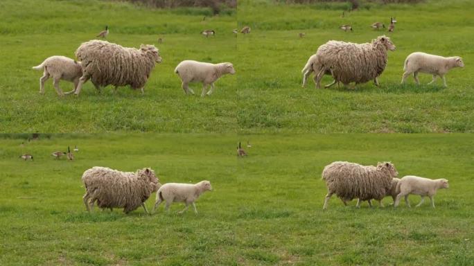 白羊和两只羔羊在草地上的绿草上奔跑