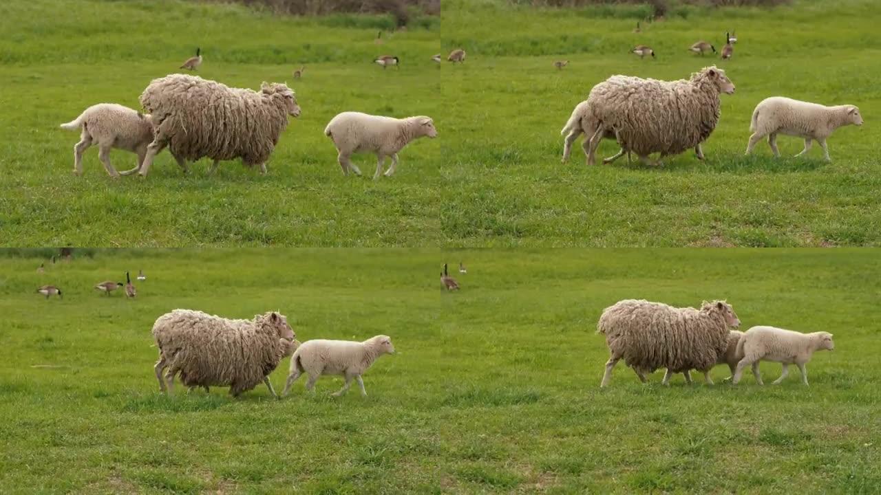 白羊和两只羔羊在草地上的绿草上奔跑