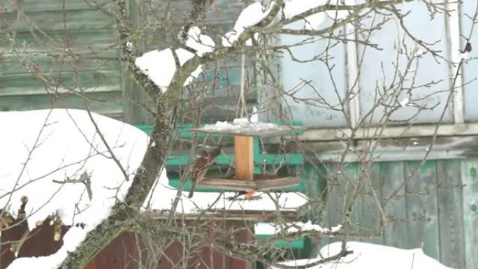 冬季花园喂食器树上的鸟。牛雀把麻雀赶走了。红点和大山雀