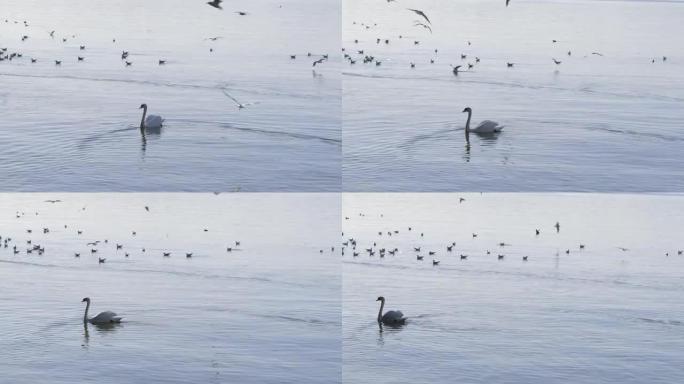 白天鹅独自在大湖上游泳，周围有许多飞行和休息的海鸥贪婪地寻找食物，白天，视频规格: prores 4