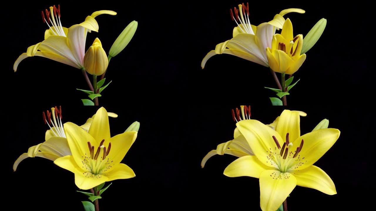 从芽到盛开的浅黄色百合花的4k延时镜头，绿色叶子孤立在黑色背景上，特写b卷镜头。