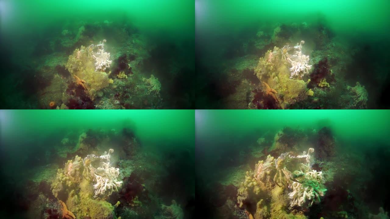 鄂霍次克海水下多刺帝王蟹。
