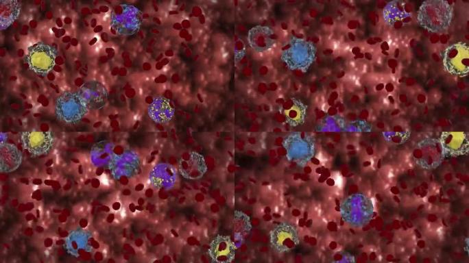 白细胞和红细胞，嗜碱性粒细胞，嗜酸性粒细胞，淋巴细胞，单核细胞，中性粒细胞