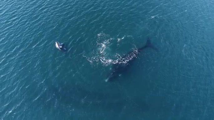 母旁的小鲸跳出水面 -- 鸟瞰图