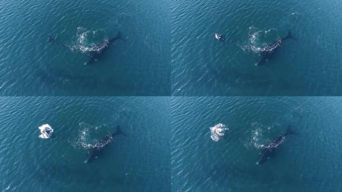母旁的小鲸跳出水面 -- 鸟瞰图