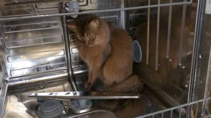 红猫爬进洗碗机蓬松红猫品种索马里