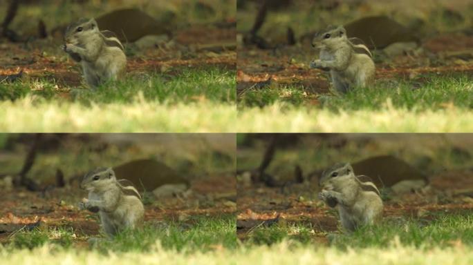 松鼠脸。树上的灰松鼠在吃食物。松鼠吃撒尿坚果特写镜头与焦点外的绿色背景和大自然中的沙子。一只松鼠在森