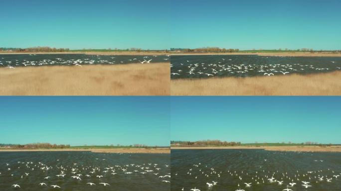 一群白天鹅降落在湖面上。