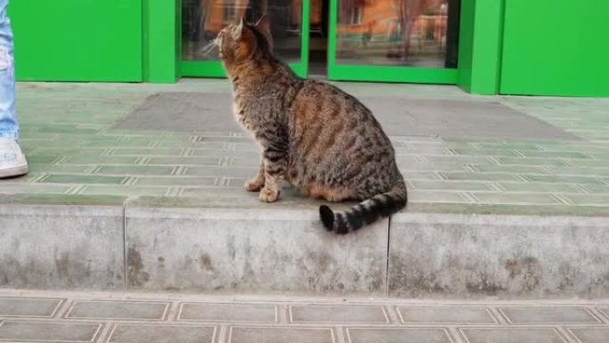 商场门前的怀孕猫