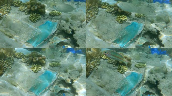 热带鱼在塑料和其他碎屑之间的珊瑚礁上吃草。珊瑚海底的面罩、塑料和其他碎片。海洋的塑料污染
