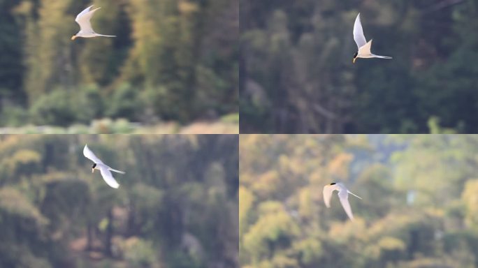 黄嘴河燕鸥空中搓脚的升格视频