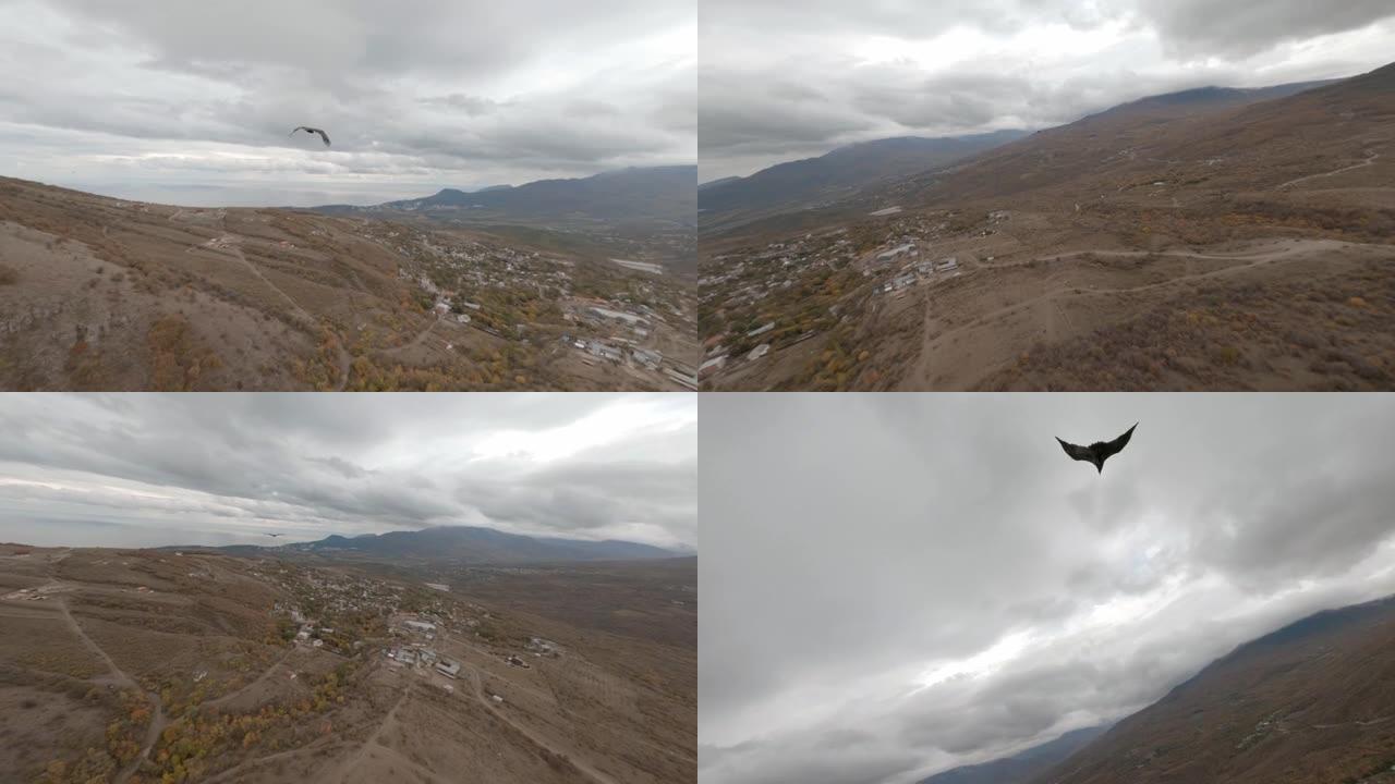 运动无人机追逐一只高飞在空中的山鹰。fpv直升机上的野生捕食者鸟在天空中飞行