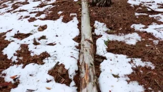 倒下的没有树皮的干树躺在春天的森林中-拉出镜头