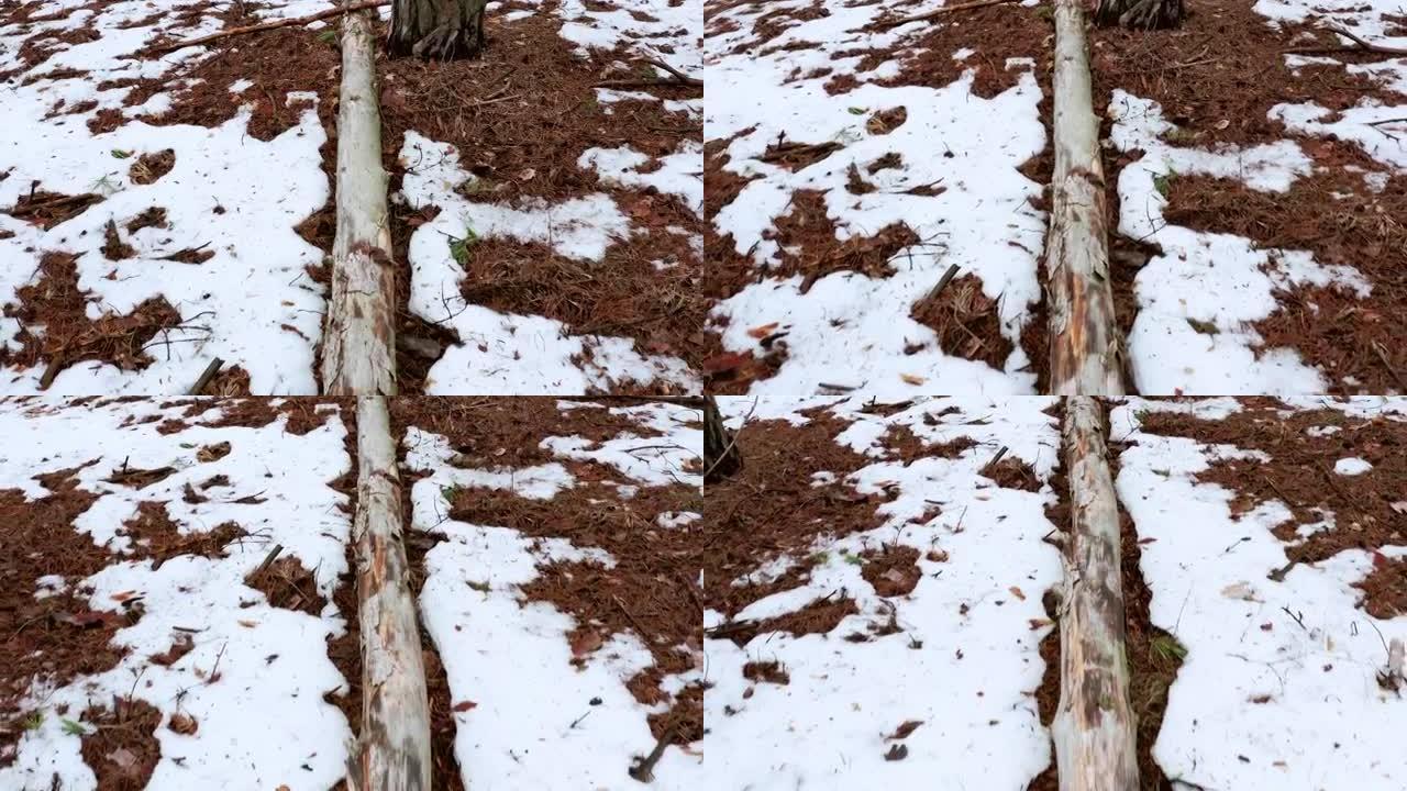 倒下的没有树皮的干树躺在春天的森林中-拉出镜头