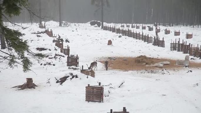 在一个雾蒙蒙的冬天早晨，在森林的一片空地上，ro和小鹿会吃。冬天在雪地上的大自然中的野生动物。