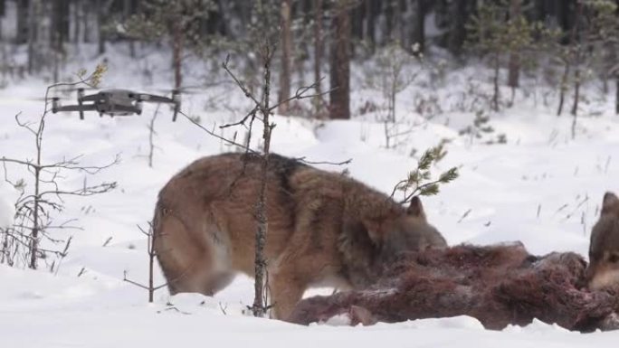 两只狼-和死去的红鹿，在白雪和冬季森林中奔跑，白俄罗斯