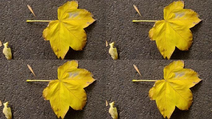 铺在沥青上的黄色叶子。秋季背景。