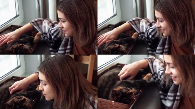 裹着棕色方格格子的年轻女子抚摸着有趣令人钦佩的玳瑁猫。家庭内部，特写