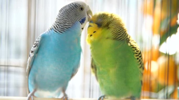 两个虎皮鹦鹉在鸟笼中亲吻和假装